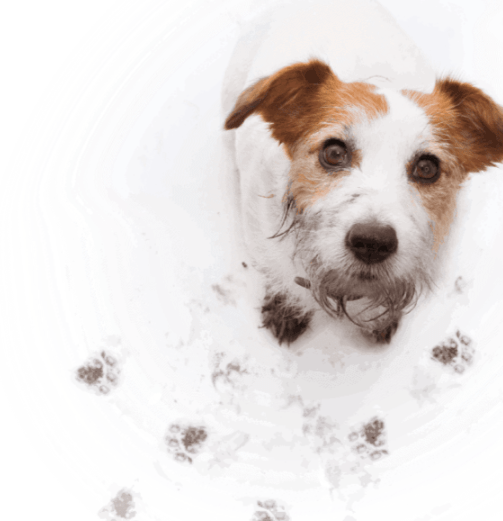 Canine Self Control Training Scottsdale: Proven Methods